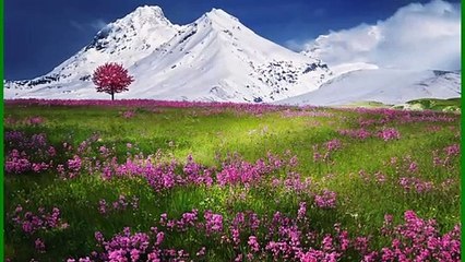 snow mountains and flowers ........background