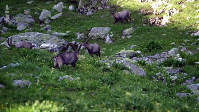 Les animaux sauvages d'Europe - Le gypaete barbu