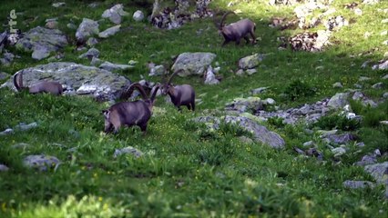 Les animaux sauvages d'Europe - Le gypaete barbu