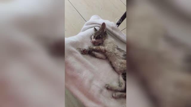 Son dakika haber! KASTAMONU - Soğuktan etkilenen kedi yavrusunun ısıtıcıyla ısıtılması kameralara yansıdı