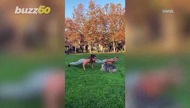 Teaching Dogs New Tricks! Two Dogs Have Been Taught Various Crossfit Exercises by Owner!