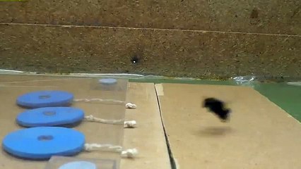 Arıların yeni bir özelliği keşfedildi!