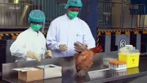 China confirma 1º contágio humano de cepa da gripe aviária