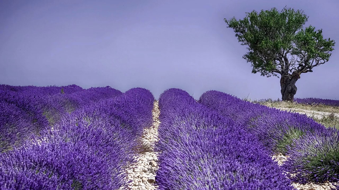 fleurs