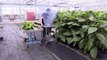 En Bretagne, une pouponnière pour insectes, alternative naturelle aux pesticides