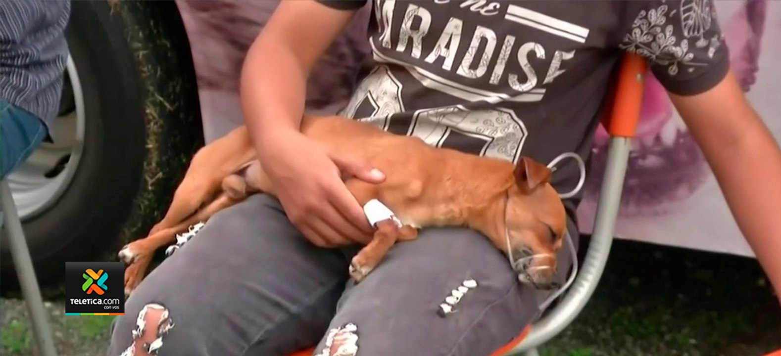 tn7-Colombia--algunas-mascotas-ahora-cuentan-con-seguro-social-121120