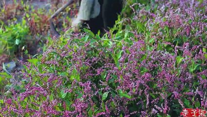 （EP1）蓝草的一生？蓝印花布的一生？还是李子柒花裙子的一生？The life of blue calico dresses hand-dyed by Li Ziqi