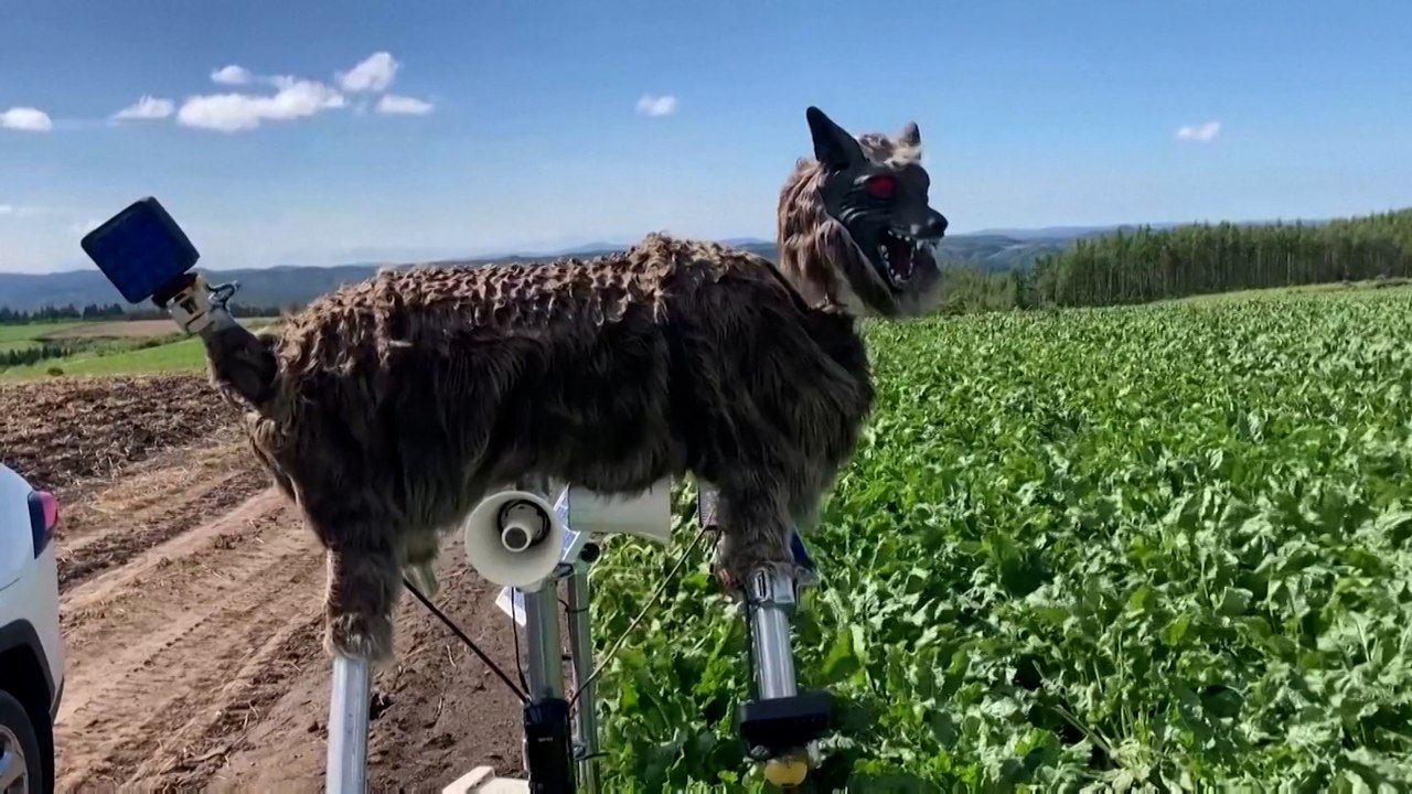 Bear scare: ‘monster wolf’ robots protect Japan...