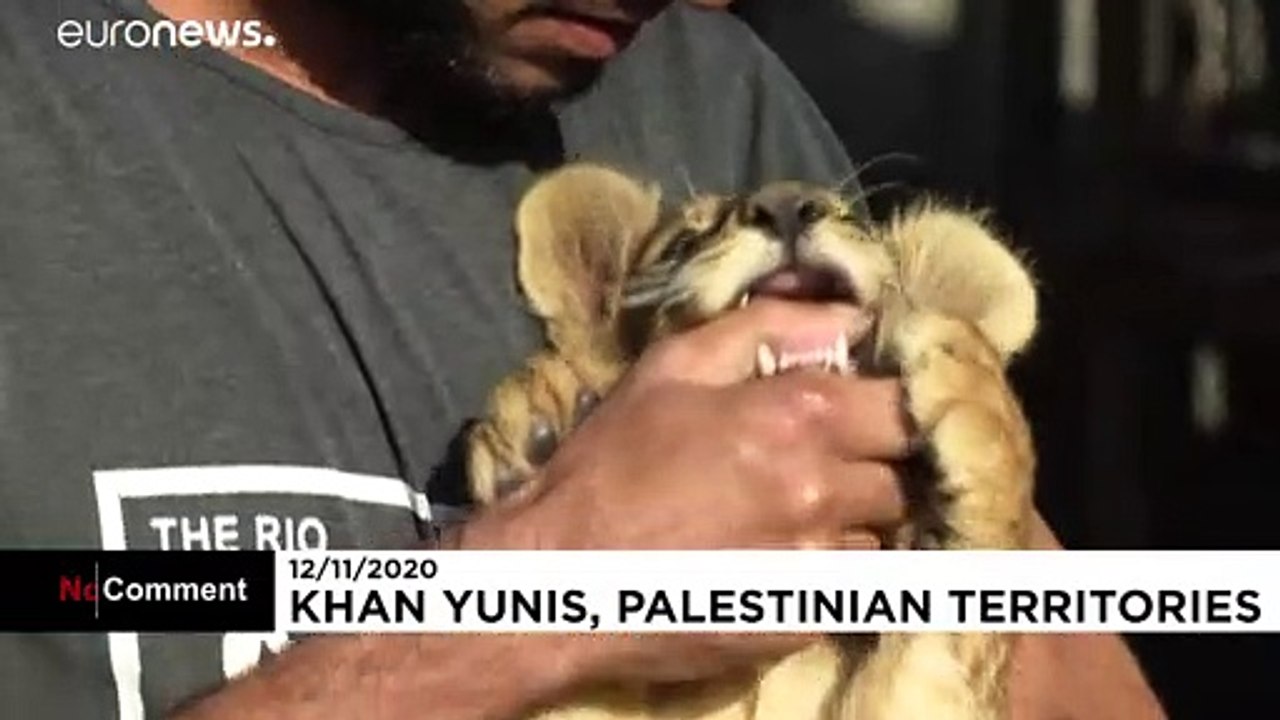 شاهد.. فلسطيني يربي شبلين على سطح منزله في قطاع غزة