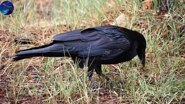 4K Virtual Forest View - Part 2 Nature Therapy: Relaxing Full Motion Forestry with Natural Sounds | Relax Music