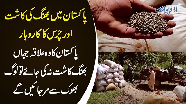 Pakistan Main Bhang aur Chars ka Karobar - Wo Ilaqa Jahan Bhang Kasht Na hoTou Log Bhooke Mar Jayeen