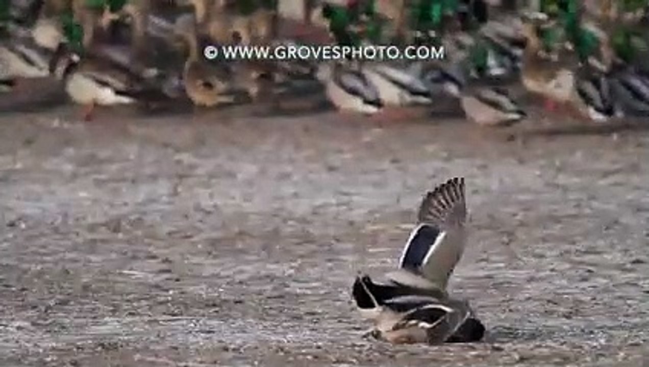 صقر يقضي على بطه بضربه واحده ( 240 X 426 )