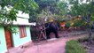 Wild Elephant enters an Indian village - see the drama