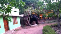 Wild Elephant enters an Indian village - see the drama