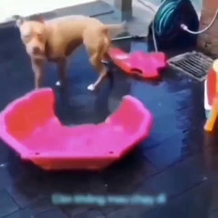 Funny animals vidéo