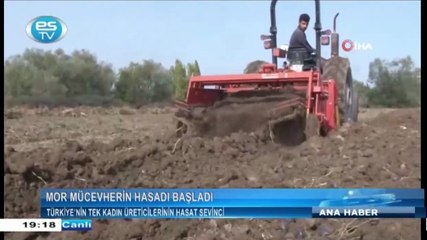 Türkiye’nin tek kadın üreticilerinin hasat sevinci