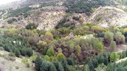 Çam ağaçları arasındaki 'hazan' güzelliği büyülüyor - AFYONKARAHİSAR