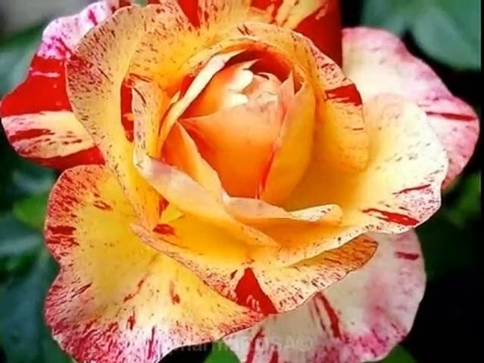 MY LADY ROSE