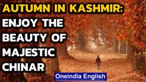 Kashmir: Enjoy the majestic beauty of the valley with reddening of the Chinar leaves | Oneindia News