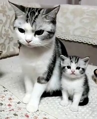 Cat & her kittens adorable moment - The Sitting pose