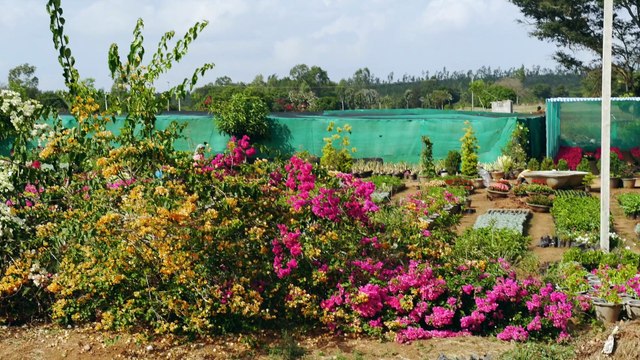 Süd Indien Tamil Nadu, wo die Götte wohnen und im Mittelpunkt der Verehrung stehen.