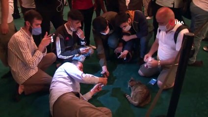 Ayasofya'nın sembol kedisi 'Gli'  hayatını kaybetti