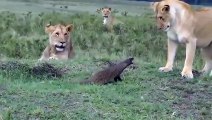 Une mangouste fait fuir des lionnes affamées... petit mais costaud