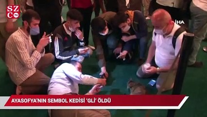 Ayasofya’nın sembol kedisi Gli öldü