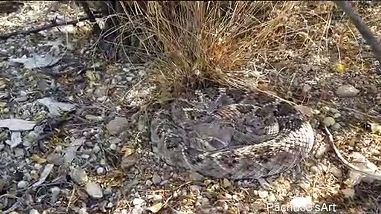Diamondback Rattlesnake wakes up suddenly! video Dailymotion