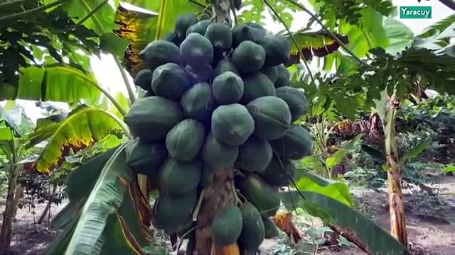 Cultivando Patria 08NOV2020 | Granja Paraíso en Yaracuy aportará un centenar de lechones al Plan Pernil