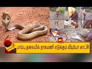 பாம்பின் தலையில் நாகமணி... வைரல் வீடியோ!