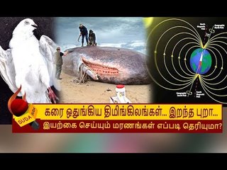 விண்வெளியில் நடக்கும் அந்த விளைவுதான் இதற்கு காரணம்! | SPERM WHALE
