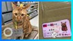 Kucing Oren Taiwan Bawa ID Card untuk Klaim Paket Miliknya! - TomoNews