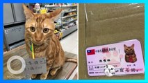 Kucing Oren Taiwan Bawa ID Card untuk Klaim Paket Miliknya! - TomoNews