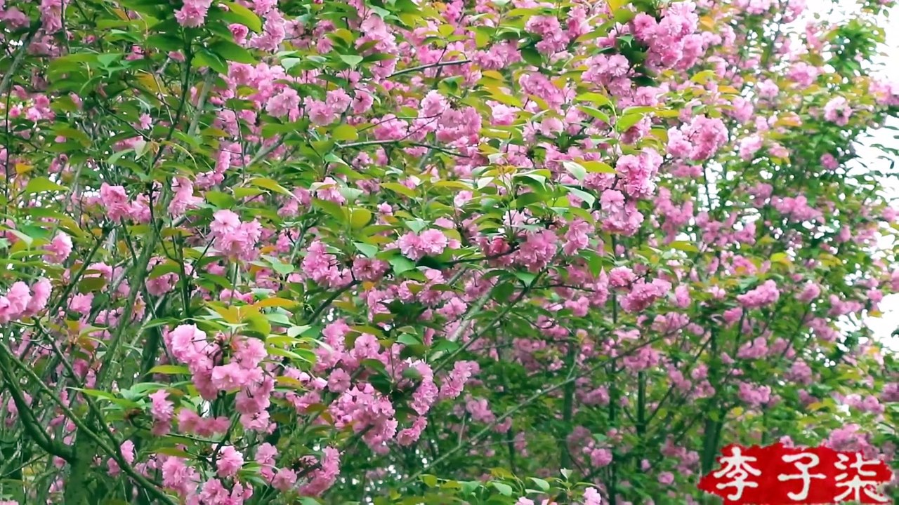 Another year of Cerasus blossom season, come to the pot Cerasus tea又是一年樱花季，来壶樱花茶吧 Liziqi channel