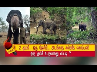 தந்தத்தால் முட்டித்தள்ளிய கும்கி யானைகள் ! தெறித்து ஓடிய காட்டு யானை !  | அத்தியாயம் 13