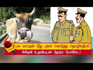 பசு மாட்டின் மீது நடவடிக்கை எடுக்க சொல்லிய தொழிலதிபர்!