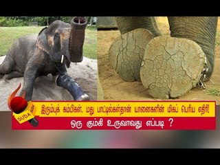 யானையின் உயிருக்கு  வேட்டு வைக்கும் மது பாட்டில்கள் ! | அத்தியாயம் 19