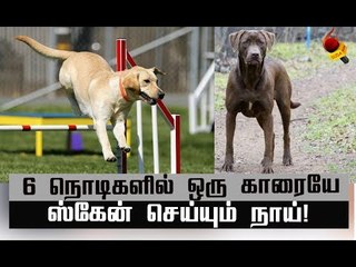 இந்தக் காட்டுக்கு நாய்தான் ராஜா! | Labrador retriever
