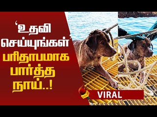 உயிரை காத்துக்கொள்ள 220 கி.மீ நீந்தி வந்த நாய்...!
