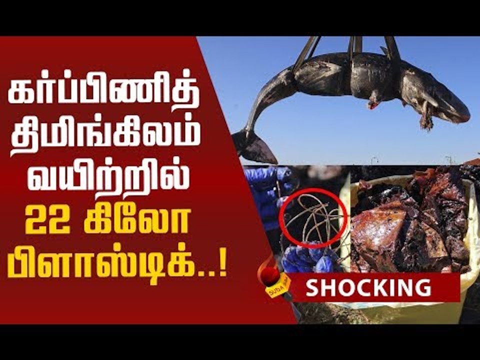 பிளாஸ்டிக் கழிவுகளால் இறந்த கர்ப்பிணித் திமிங்கிலம்!