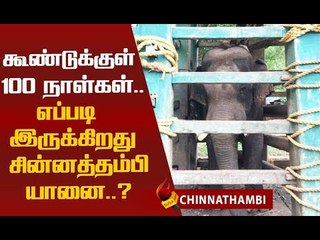 சின்னத்தம்பியின் உடல்நிலை கவலைக்கிடமா...வனச்சரகர் தகவல் !