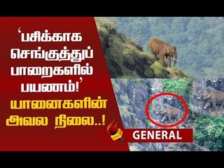 உணவுக்காக உயிரை பணயம் வைக்கும் காட்டு யானைகள்!