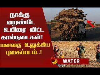 மனதை பதறவைக்கும் காட்சி...குடிக்க தண்ணீரின்றி உயிரைவிட்ட மாடுகள்!