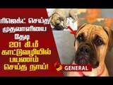 ஓனரைத் தேடி நாயின் டிராவல்...ஒரு நெகிழ்ச்சி சம்பவம் !