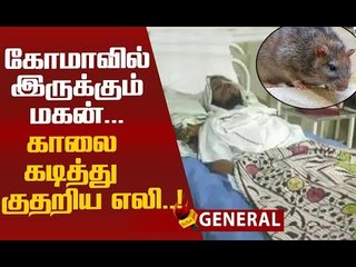 நோயாளியை எலி கடித்த சம்பவம்...நர்ஸின் பதிலால் பதறிய தந்தை!