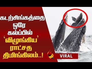 இப்படியொரு காட்சி எங்கும் பதிவானது இல்லை! கேமராவில் சிக்கிய அதிசயம்!
