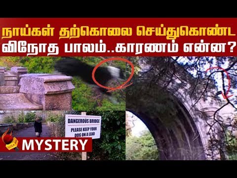 மர்மமான முறையில் இறந்த 600 நாய்கள்...உண்மை என்ன? | Overtoun Bridge