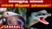 நீங்க கடைசியா பாம்பை எப்போ பார்த்தீங்க? | Snake Unknown Facts | Facts Tamil