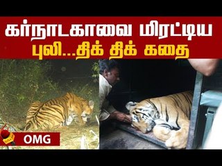 ஊரையே மிரட்டிய புலி சிக்கியது எப்படி? திகில் கதை